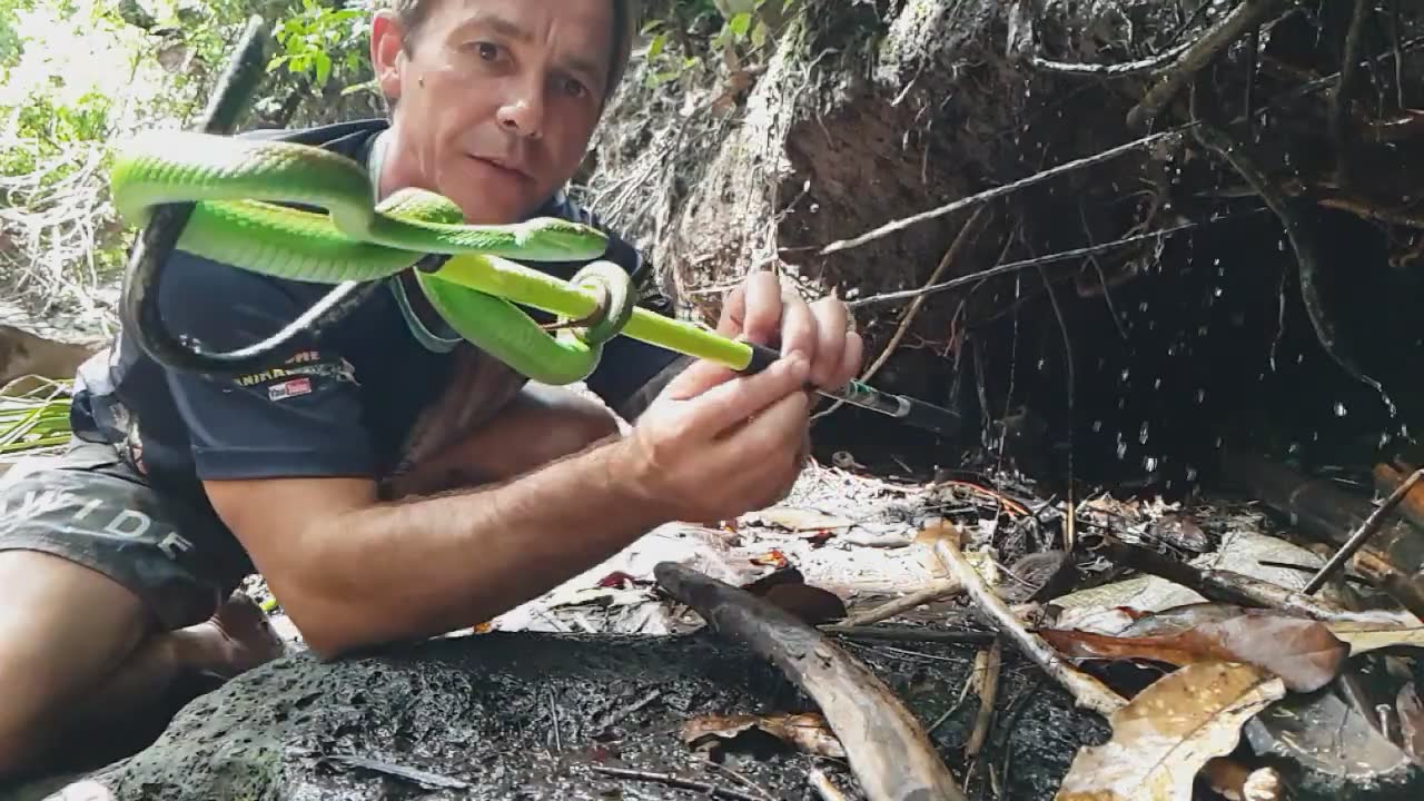 Investigating Asia's most deadly and dangerous venomous snake species in detail