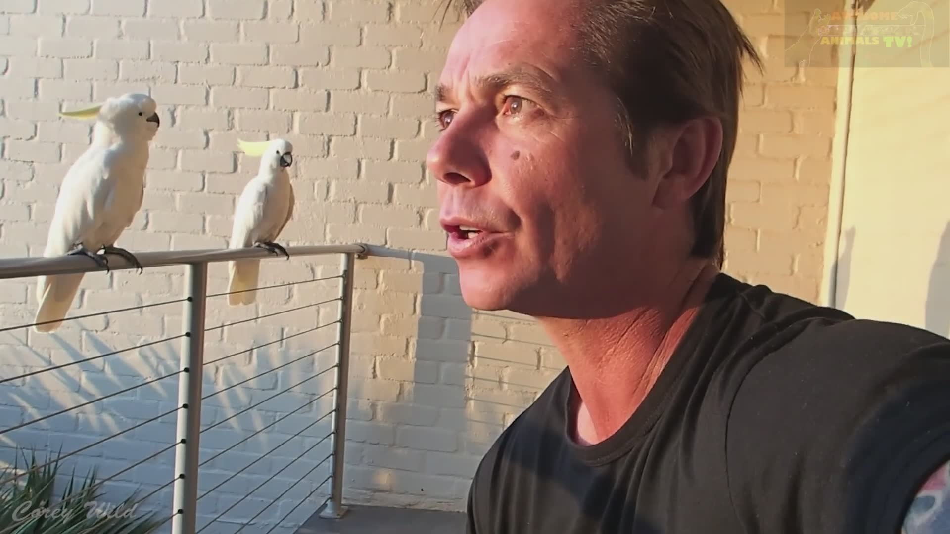 Hilarious freakout moments with crazy cockatoos and unpredictable parrot bird behavior