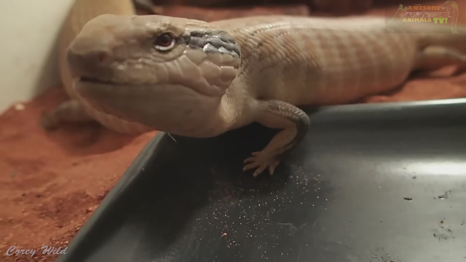 Discovering Australian lizard species including bearded dragons and blue tongue skinks