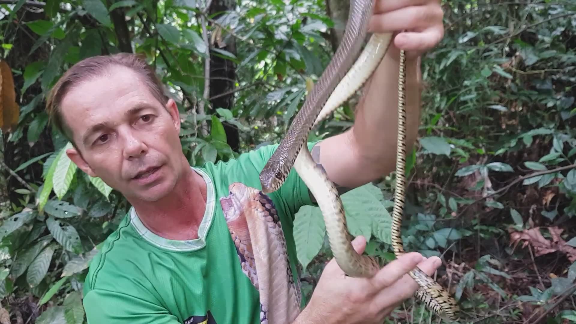 Snake wilderness