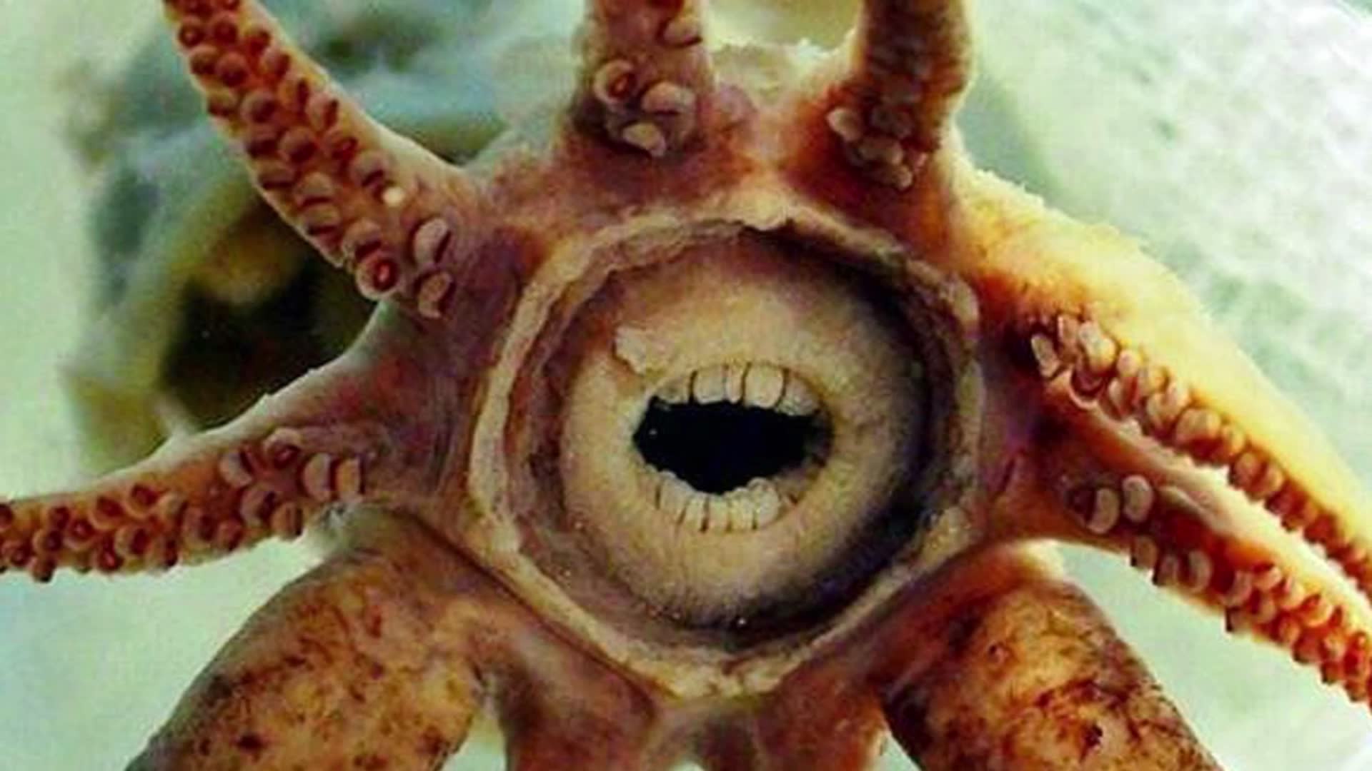25 animals that prove mother nature has a truly awesome sense of humor