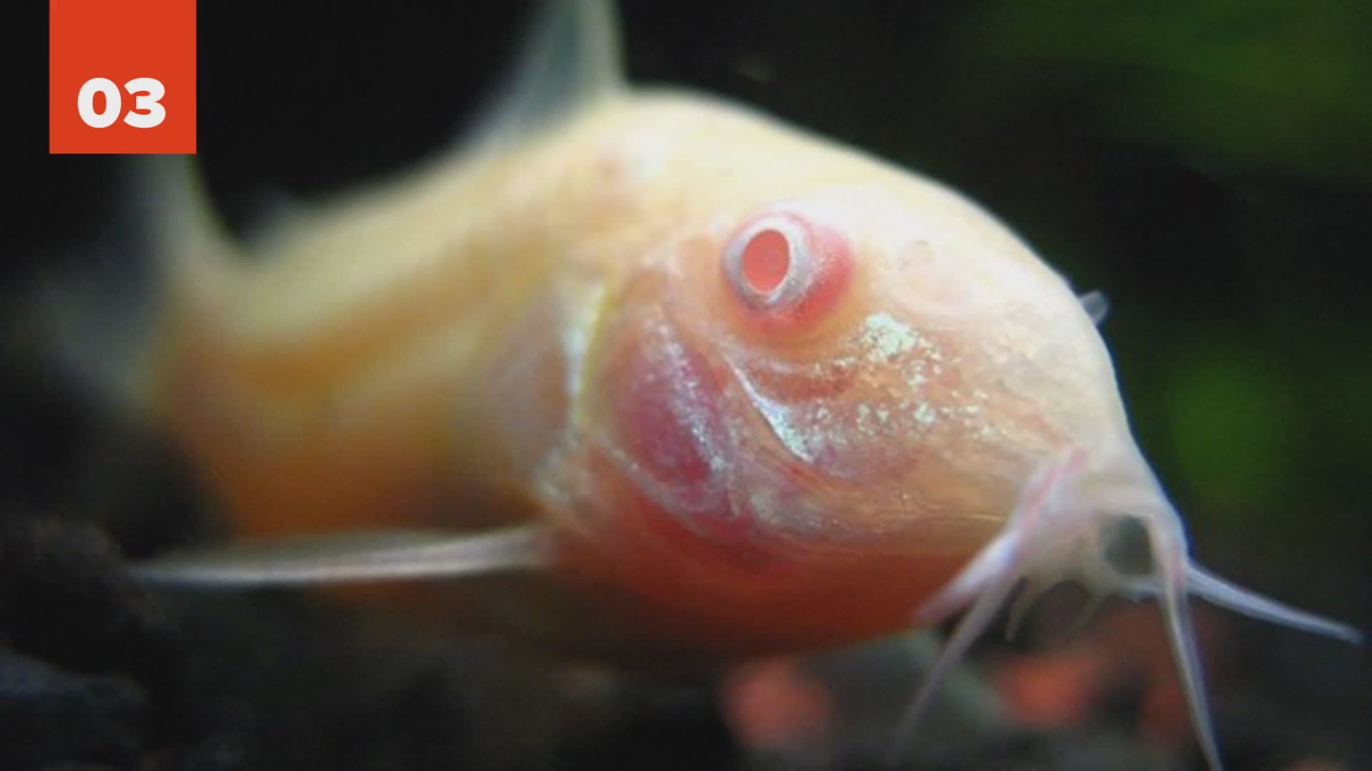 25 awesome looking white or albino animals you absolutely have to see today