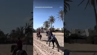 Djerba - an island of beautiful beaches, sun and cute horses 🥰🌞🐎👌🌊