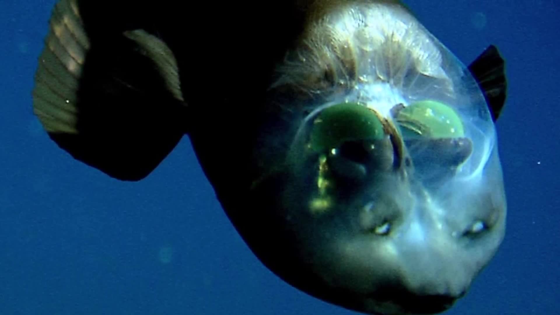 Terrifying marine organisms from the ocean depths with nightmarish features