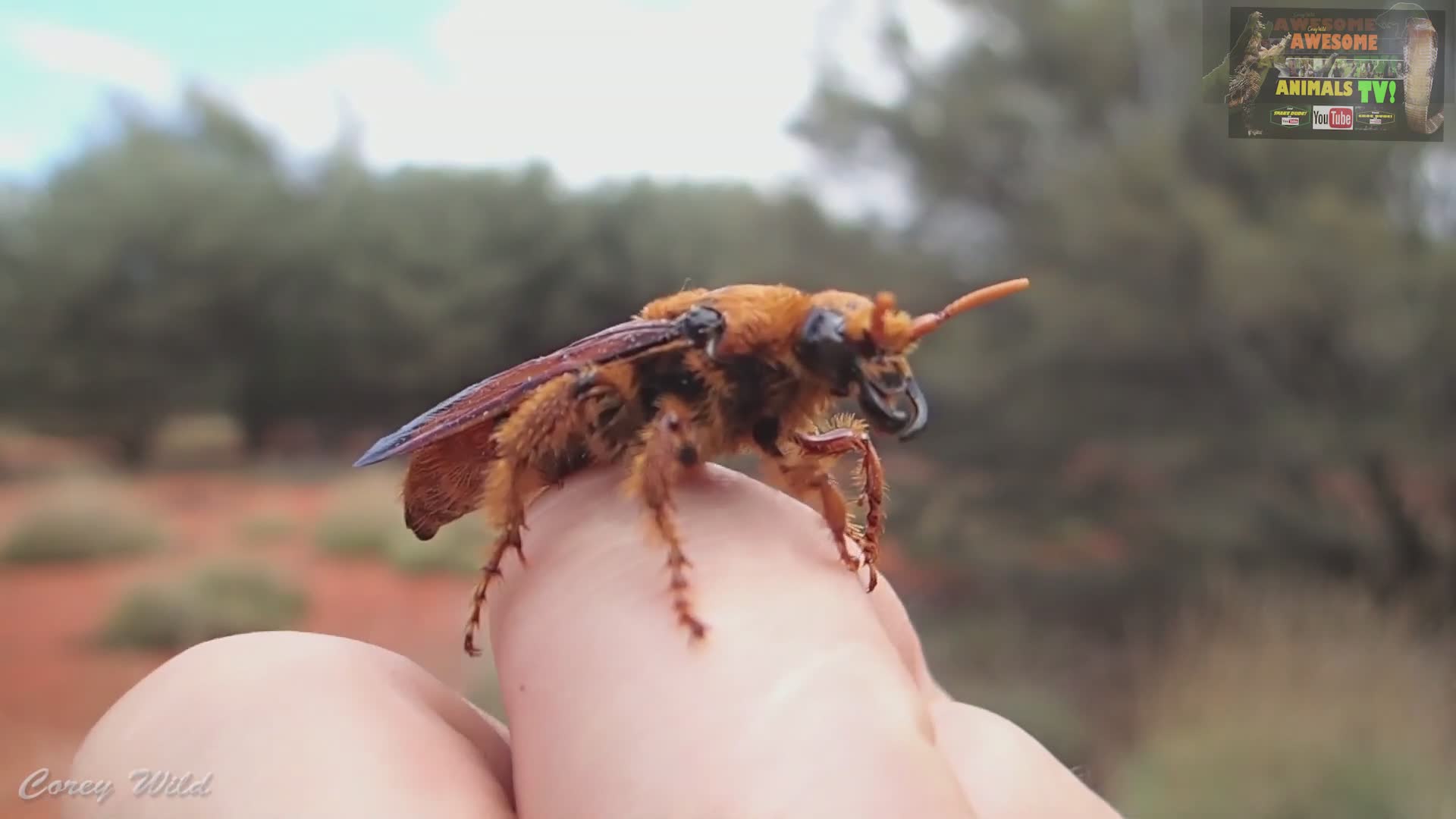 Murder hornets dangerous in the USA | hornet sting first aid with education, treatment and health medicine