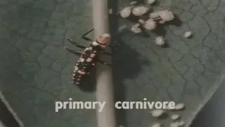 The Community Ecology (1962)
