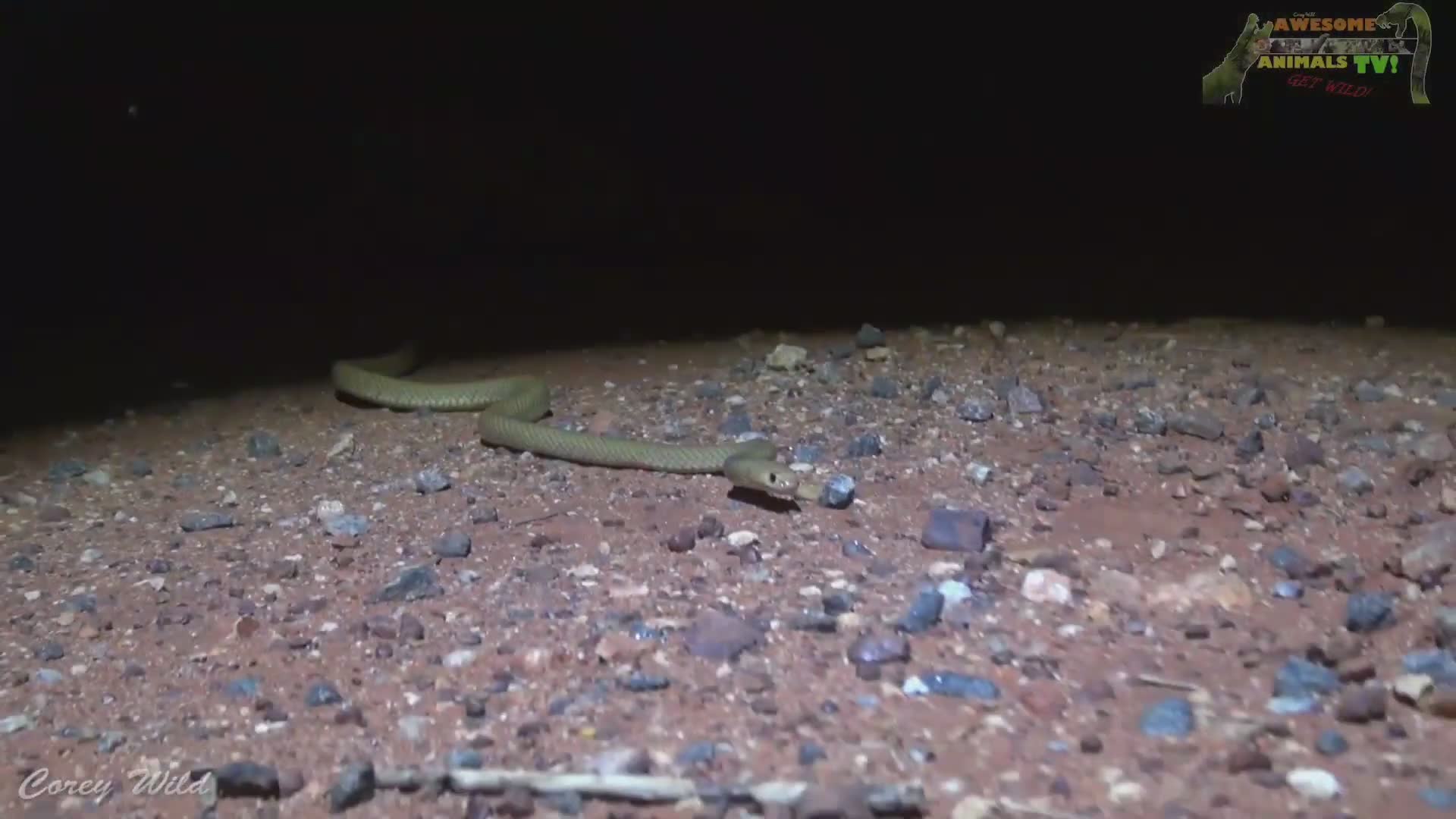 Comprehensive guide to deadly venomous snakes and essential bite first aid techniques