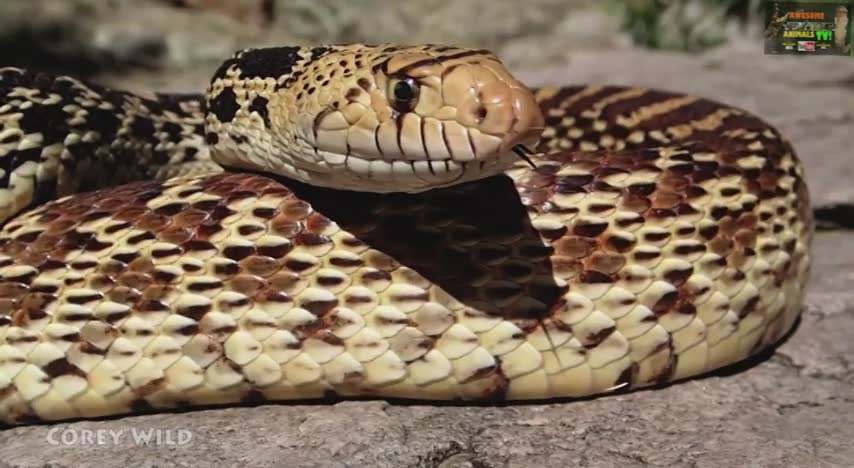 Herping American reptiles including rattlesnakes, coach whips and bull snakes