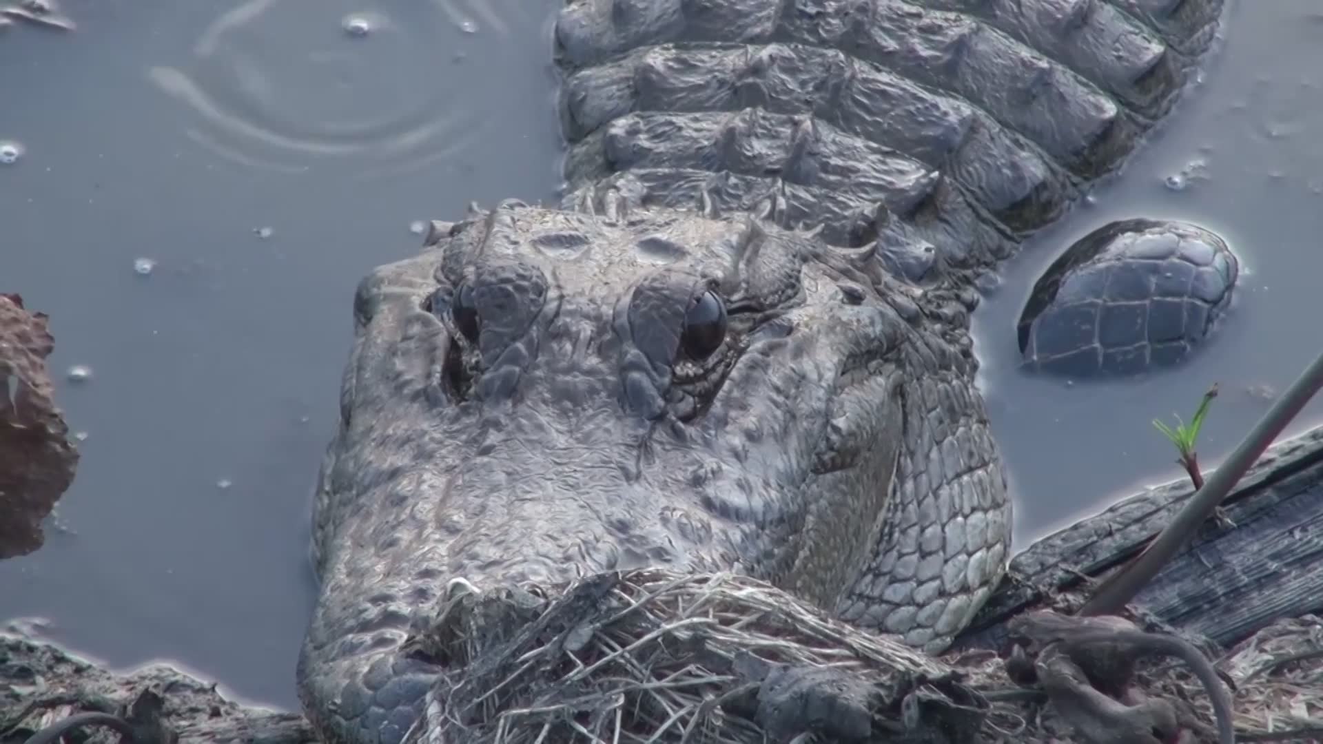 Discovering whether alligators actually attack humans during close encounters