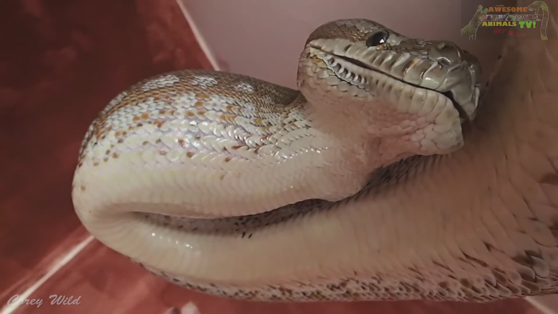 Feeding hungry snakes rodents while observing king brown and mulga snake behavior
