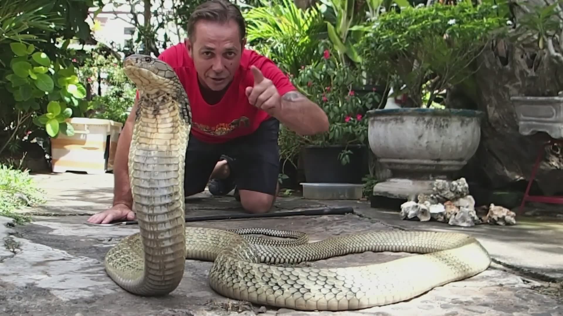 Compilation of best king cobra encounters documenting the world's biggest specimens