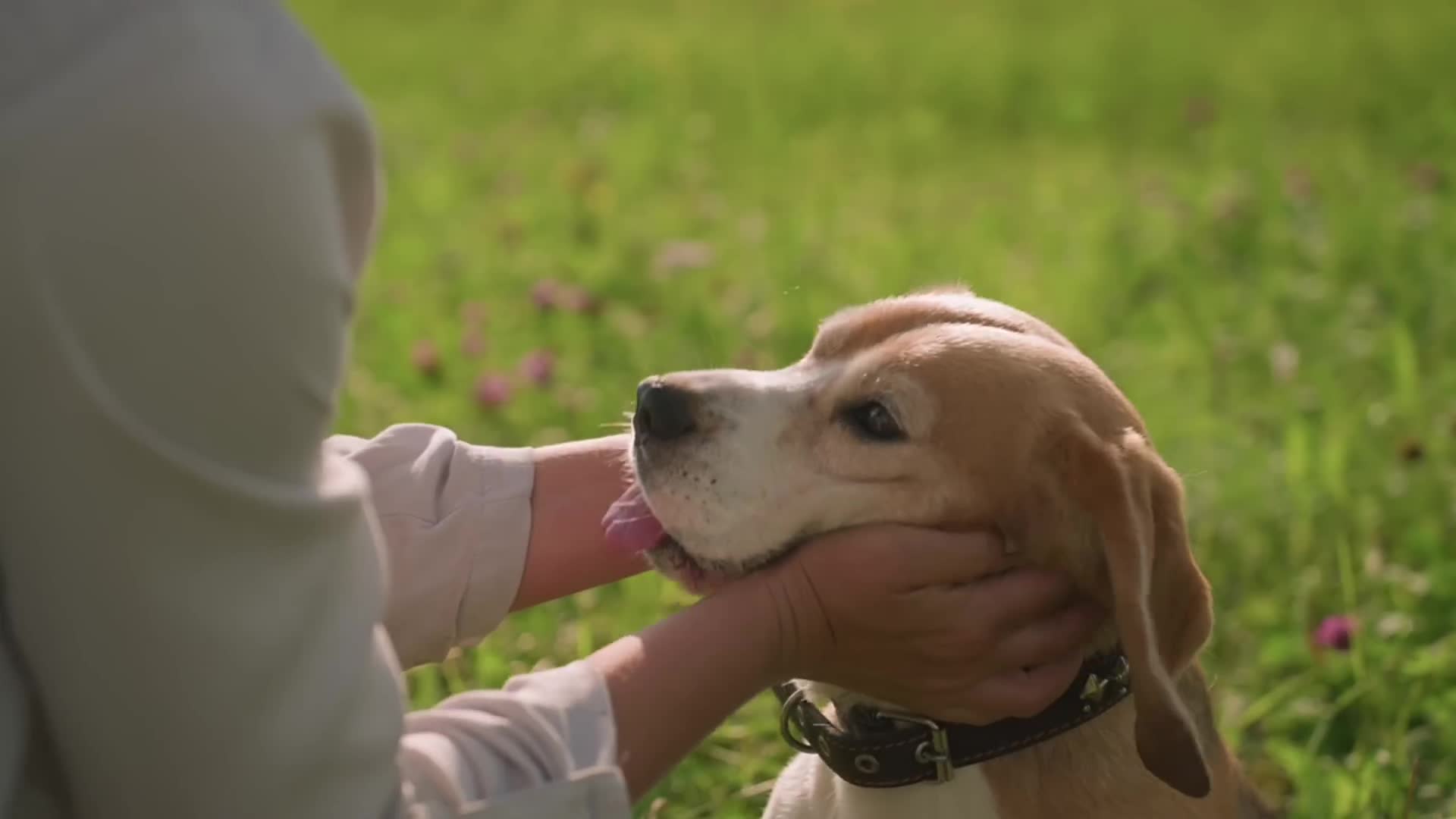 Scientific evidence showing how dogs extend human lifespan