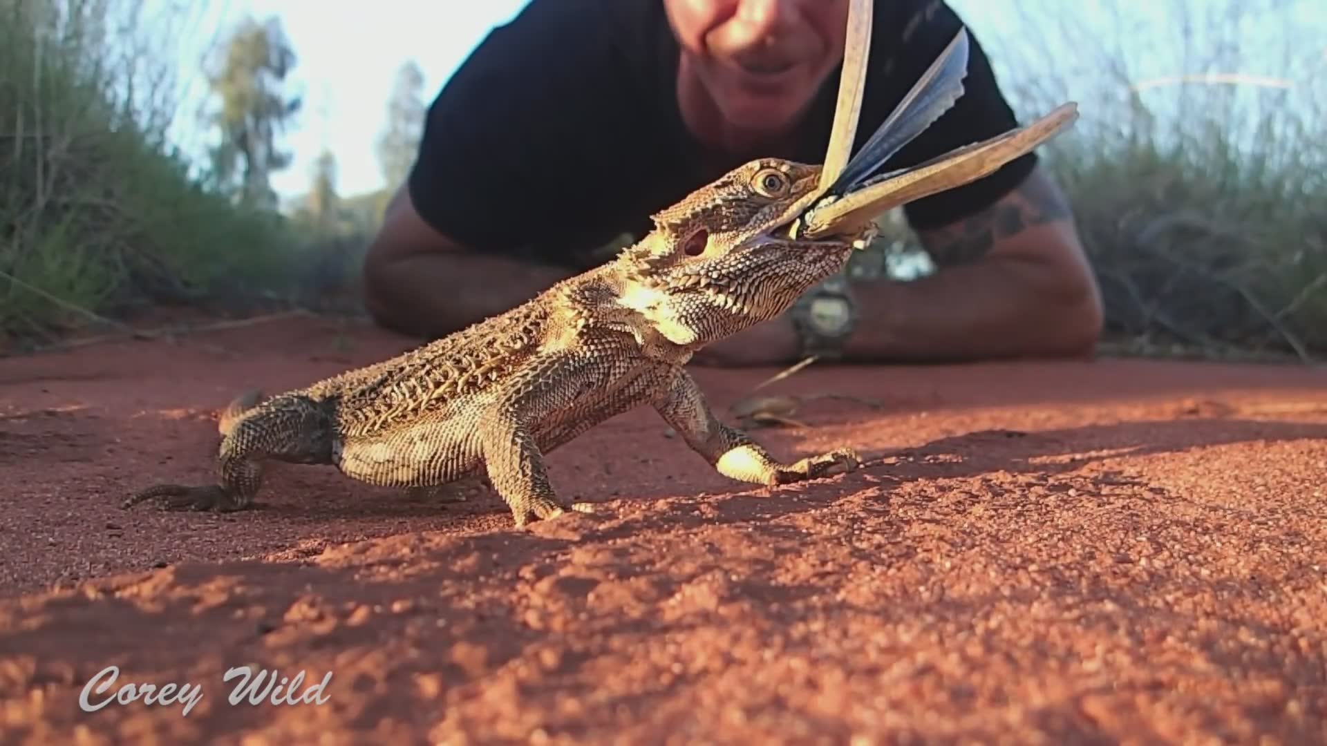 Why bearded dragons make excellent pet reptiles for beginners