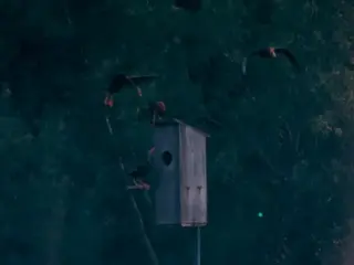 [Home Movies: Waterfowl 2, 1960s, silent]