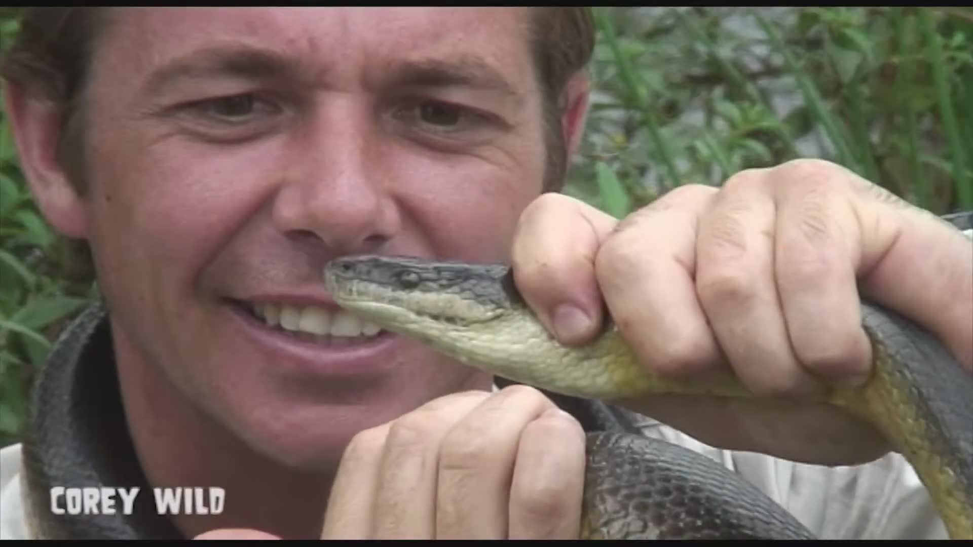 Encountering impressive water pythons in tropical wetlands