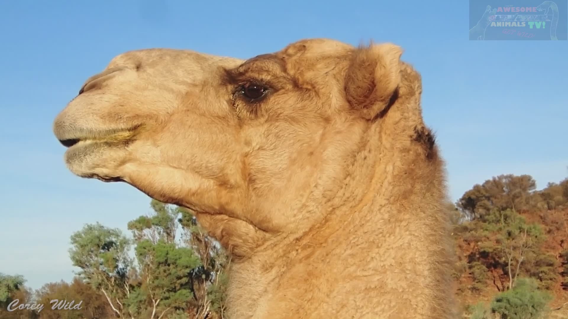 Discovering Australia's wild camel population and their introduction history