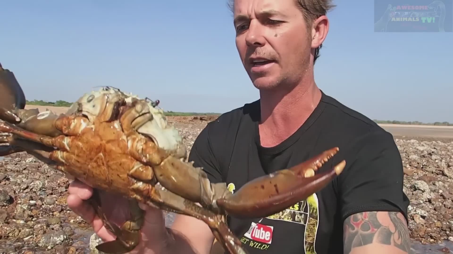 Harvesting massive mud crabs and cooking them over open fire