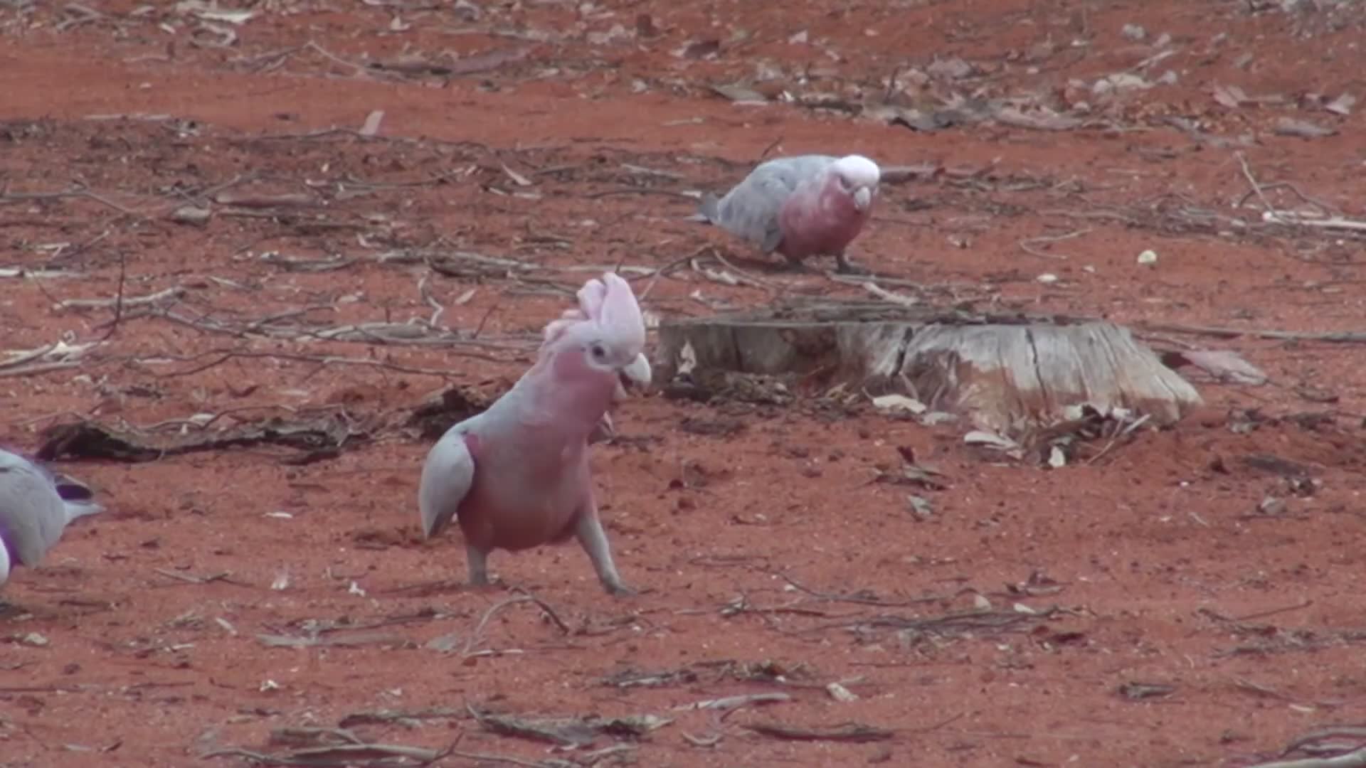 Showcasing diverse and colorful native Australian bird species