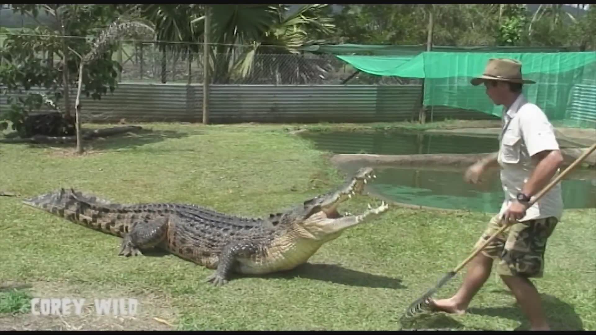 Working with massive crocodiles and surviving dangerous attacks
