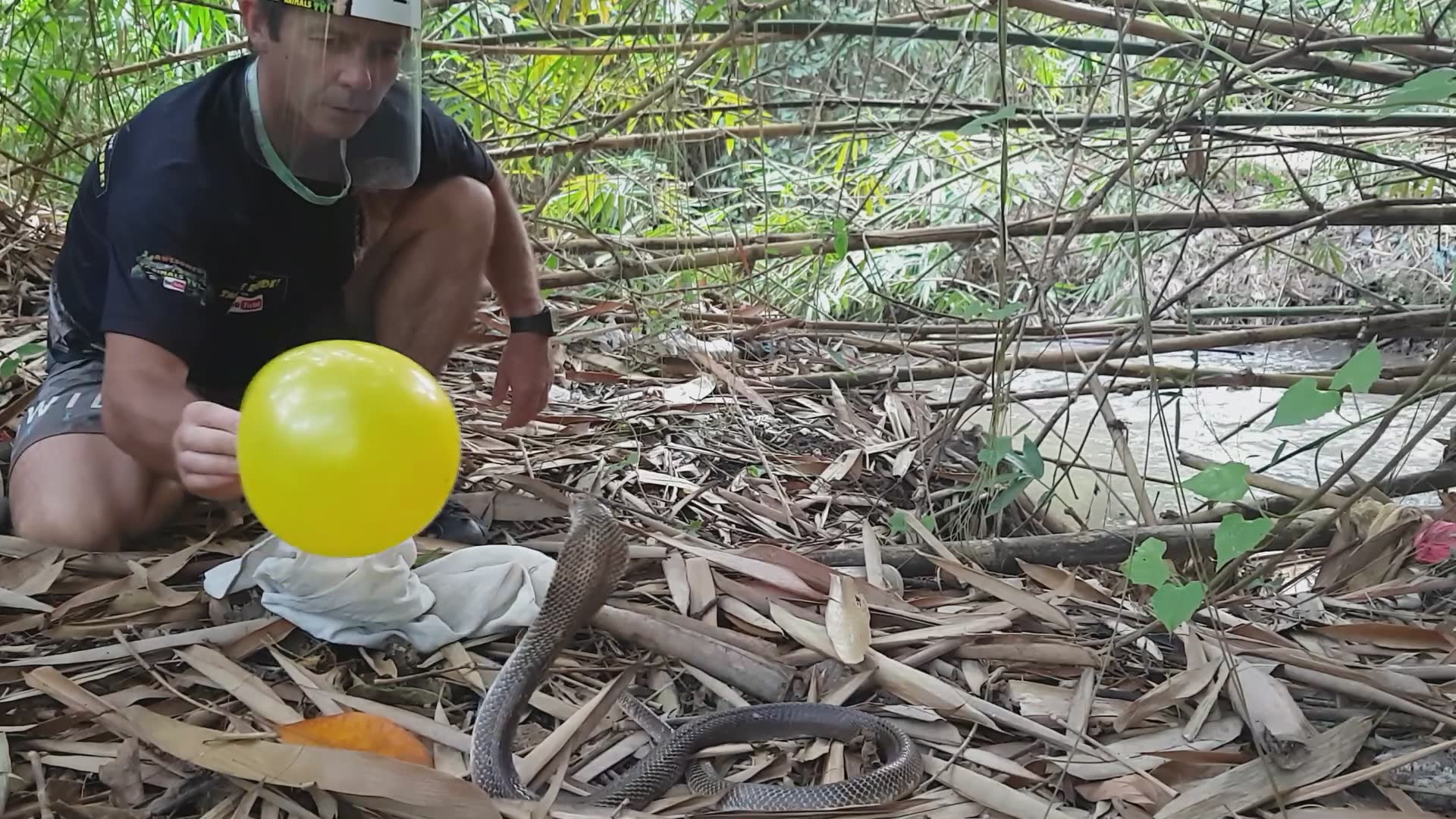 Using balloons to safely capture and relocate venomous cobra