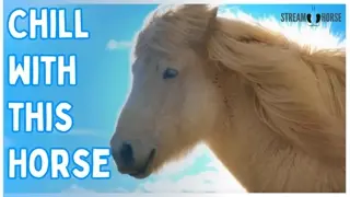 This Is Your Sign To Chill With This Cute Horse 🐴😁