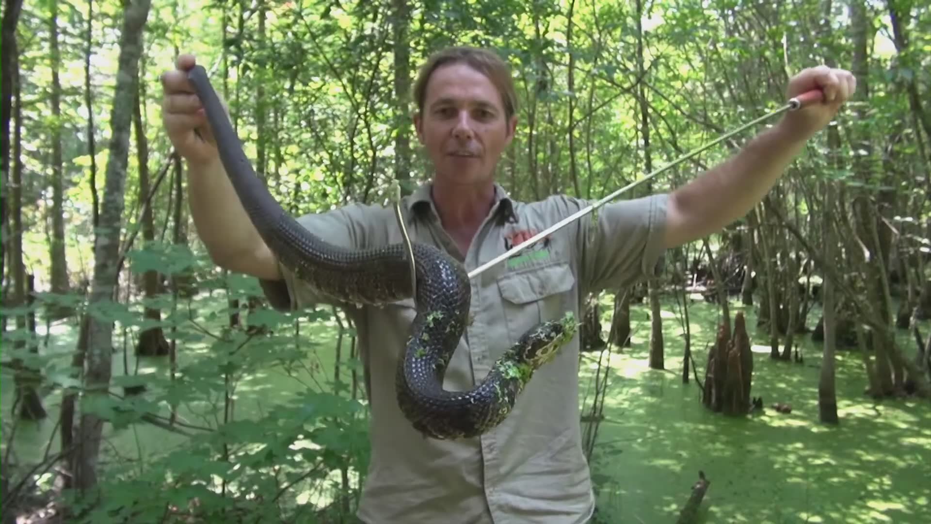 Extremely dangerous practice of kissing venomous cobra snakes
