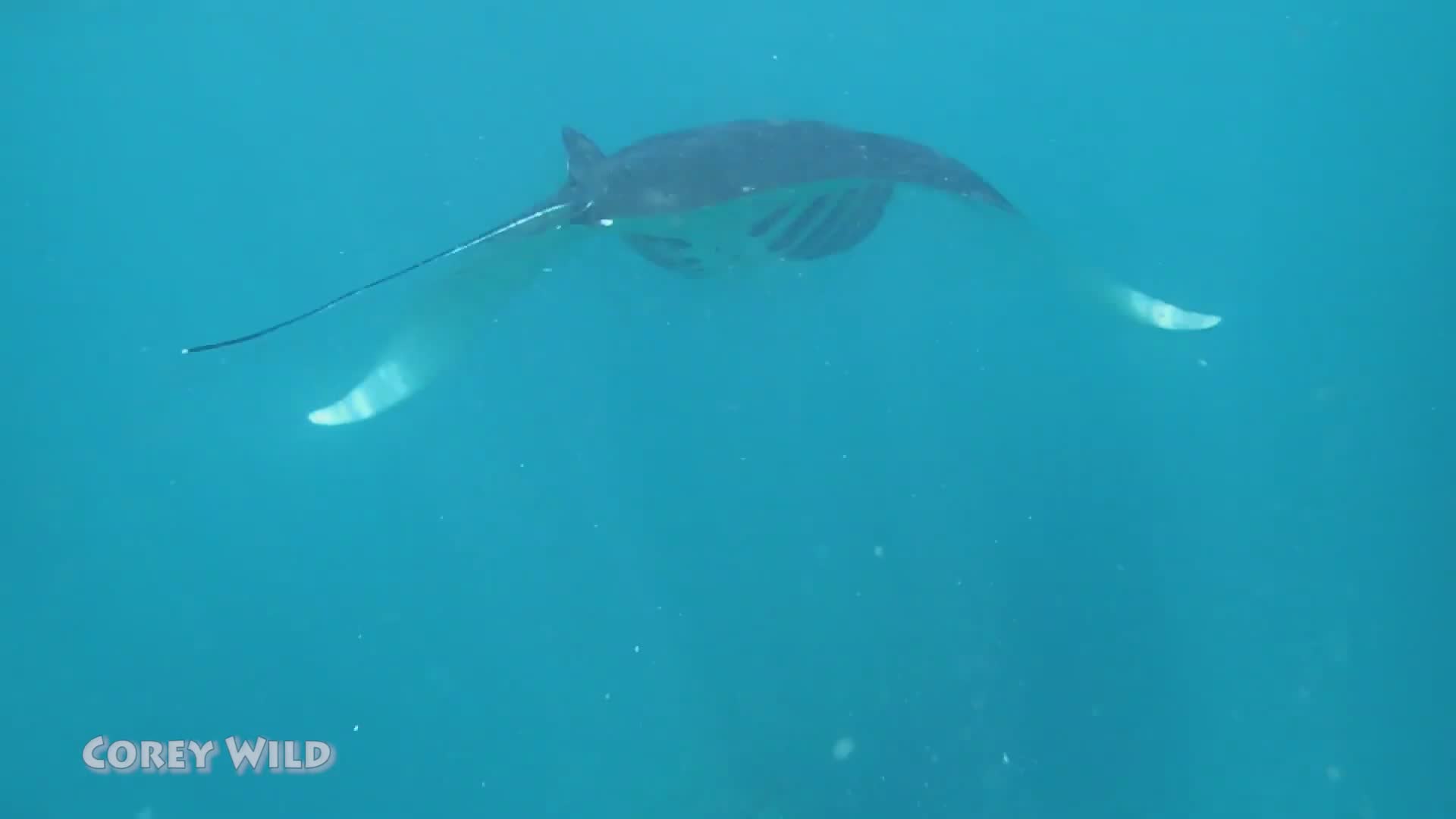 Free diving with majestic manta rays and learning conservation status