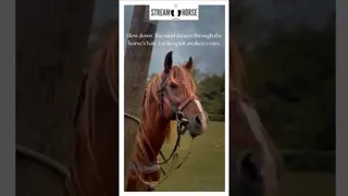 ​Wind, Mane, and Spirit: Find Your Energy 🌬️🐴​