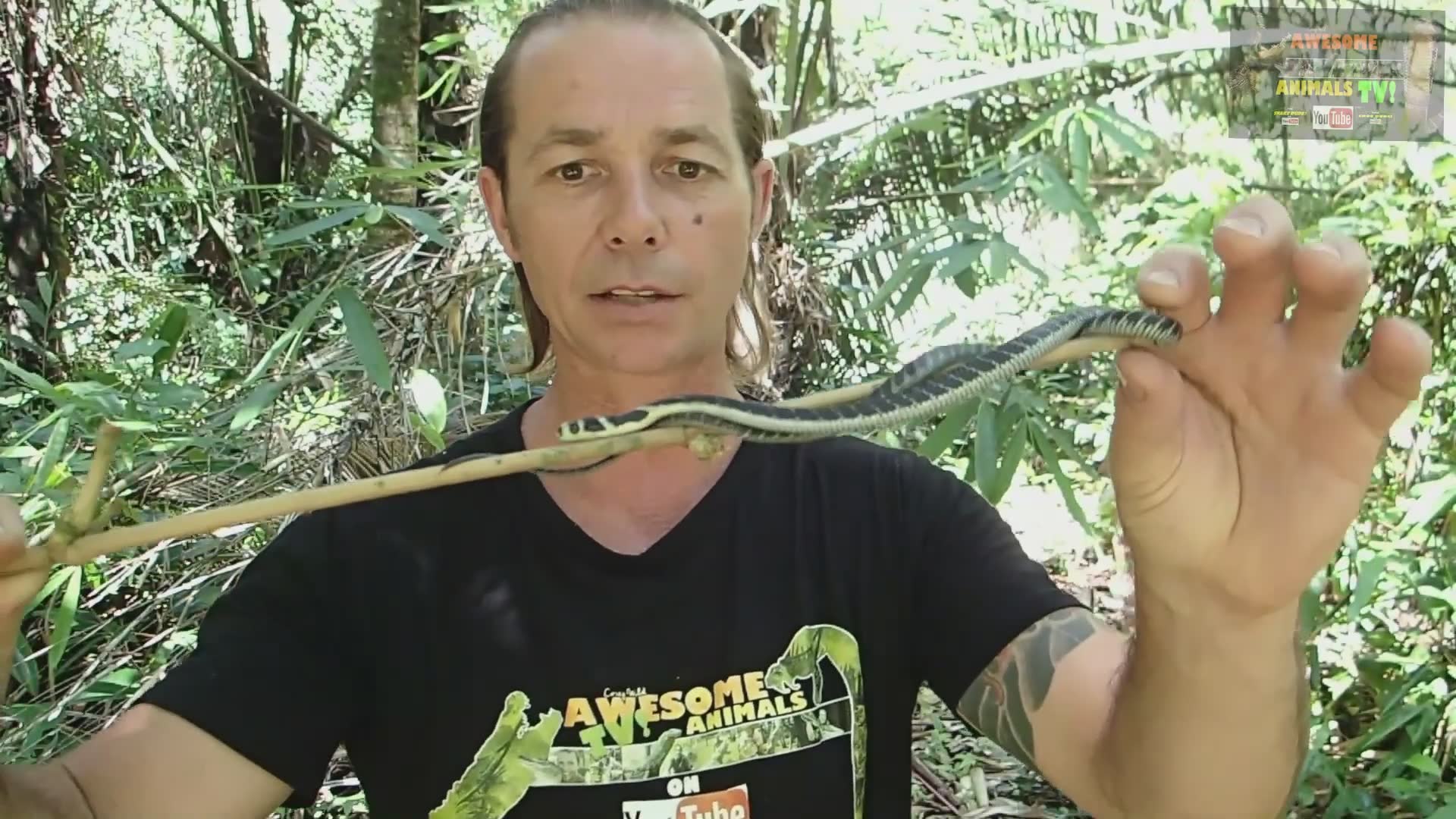 Encountering extraordinarily large king cobra specimen
