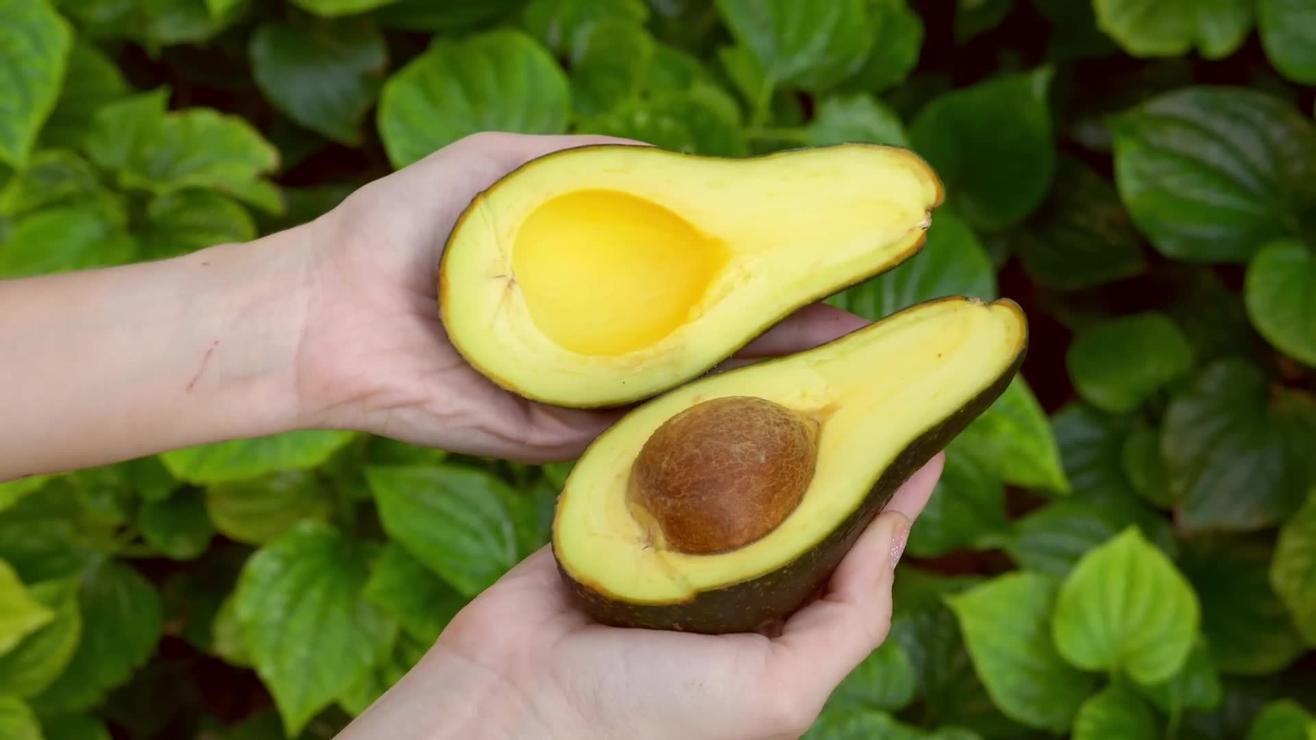 Nutritional benefits and health advantages of avocado consumption