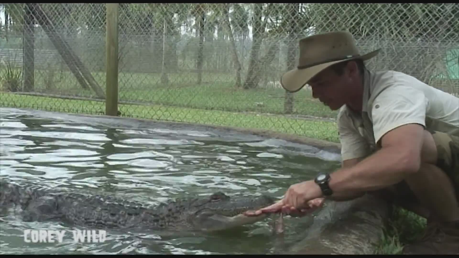 Dangerous confrontation between man and aggressive alligator