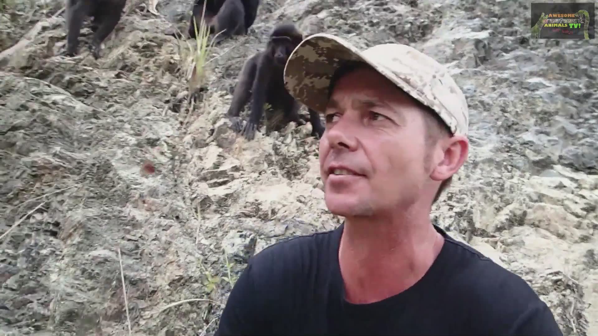 Black crested macaques displaying entertaining wild behavior