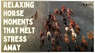 Relaxing Horse Moments That Melt Stress Away