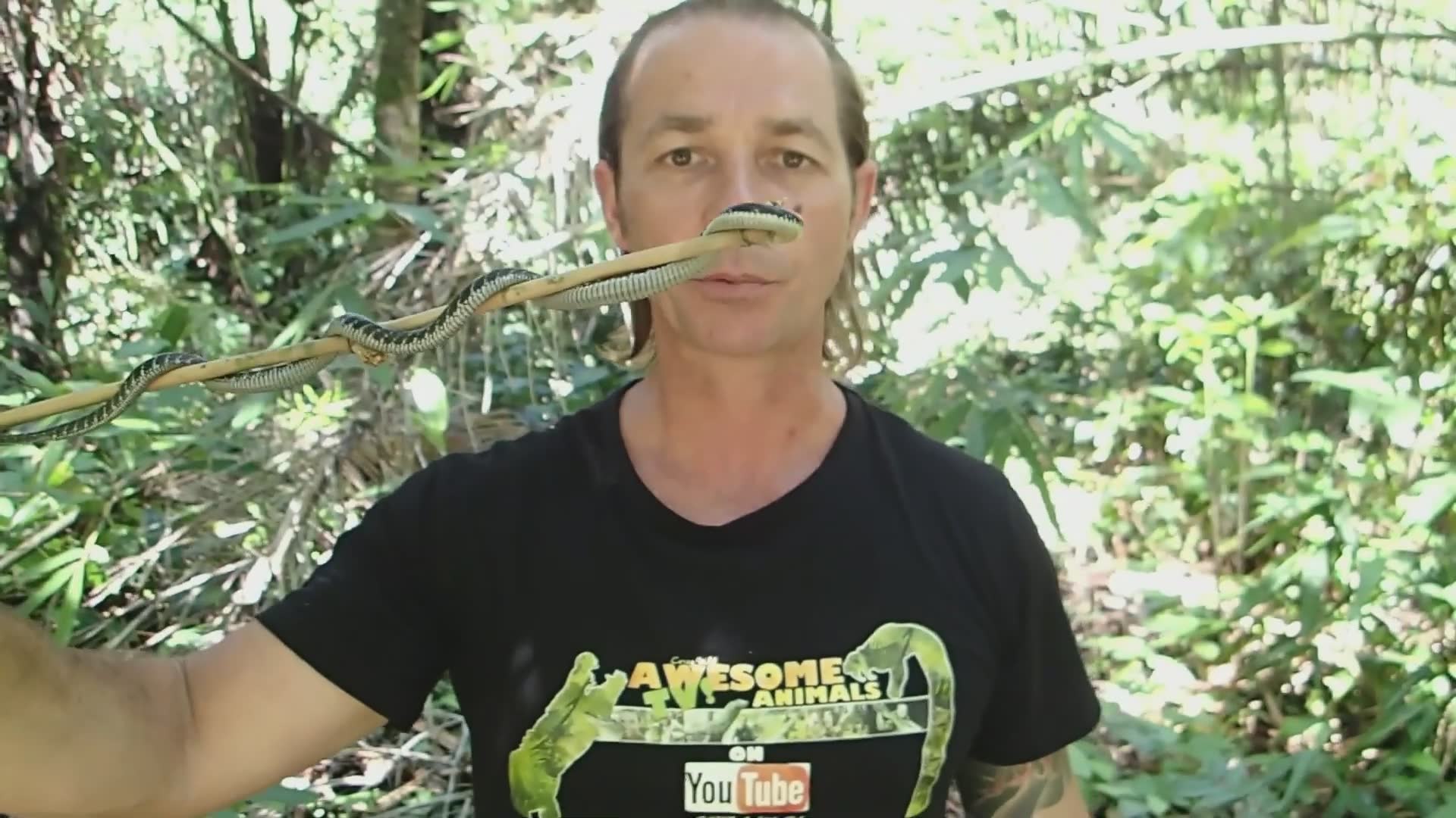 Expert handler's multiple wild king cobra interactions
