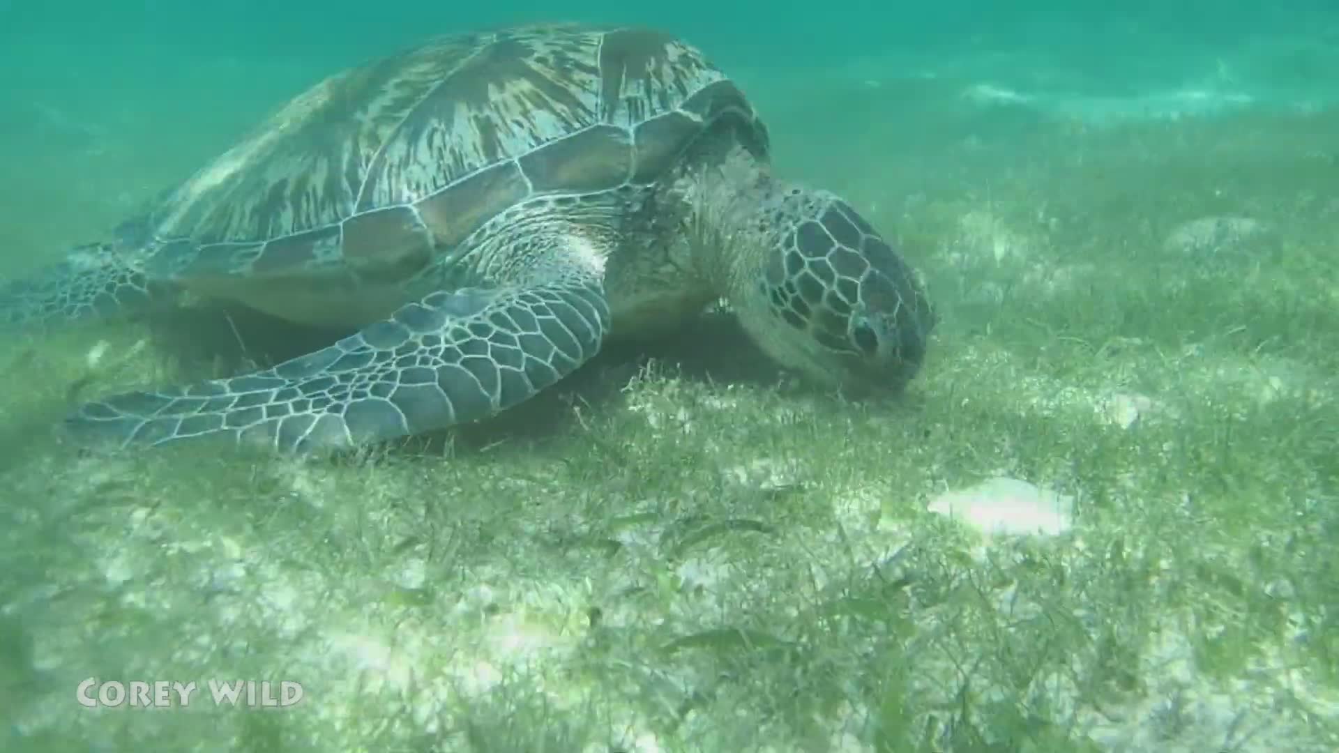 Swimming with endangered sea turtles on coral reef