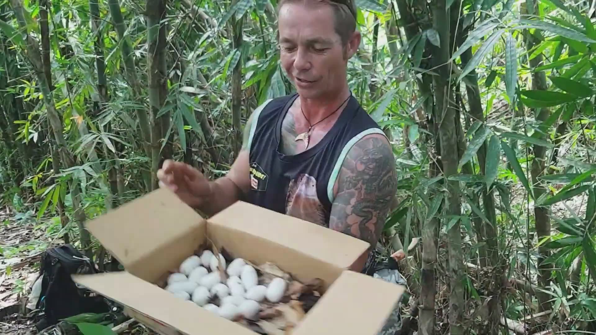 Relocating dangerous king cobra from village home