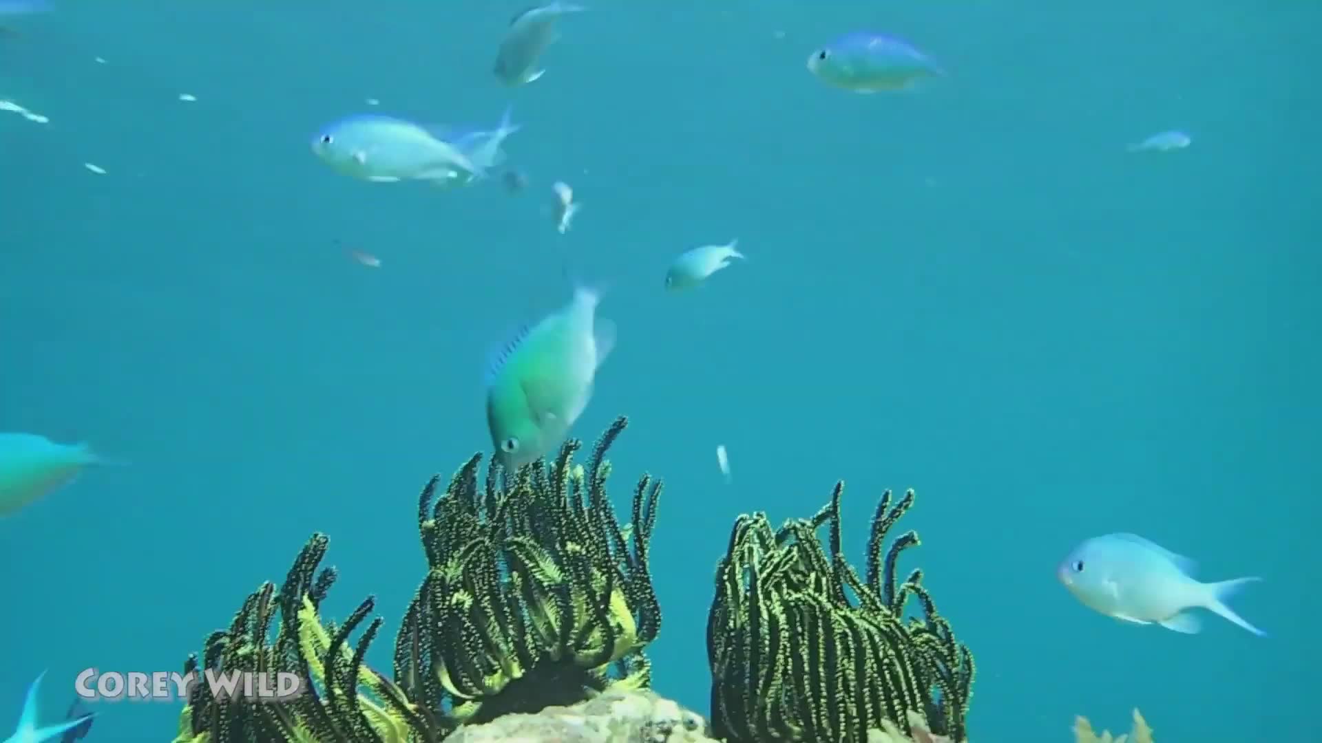 Exploring vibrant coral reefs in Philippine waters