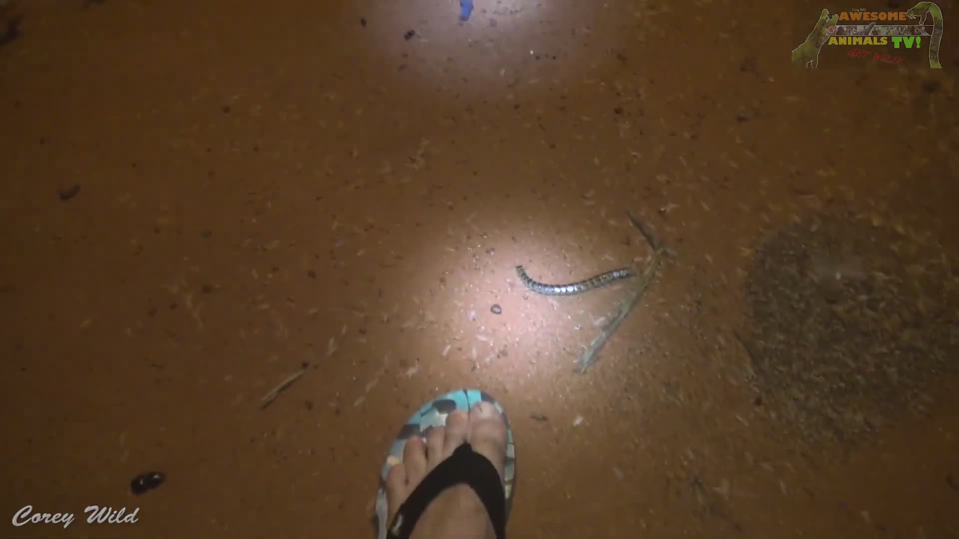 Massive cricket swarm invasion across Australia