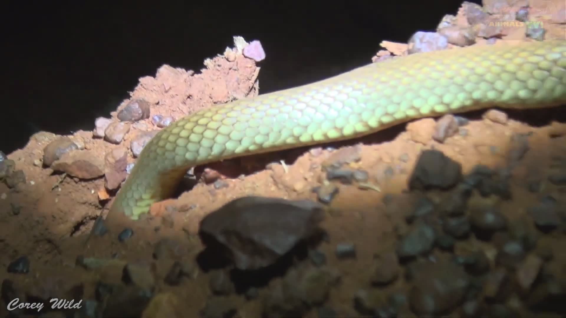 Examining Western Australia's deadliest brown snake