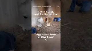 Romeo & Ziggy meet for the 1st time! Ziggy offers Romeo an olive branch 🕊