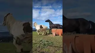 L'ultima arrivata e fa la prepotente 😂😂😂