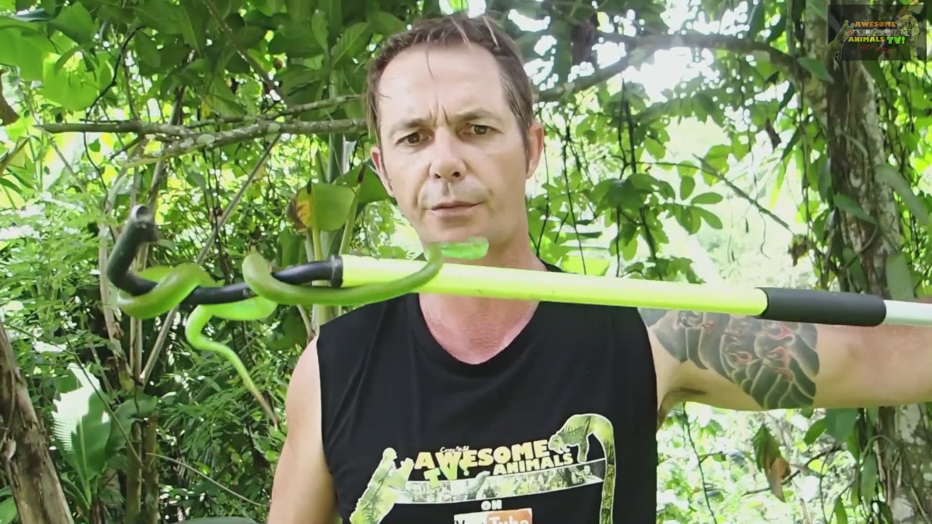 Exploring a garden filled with multiple pit viper species in Bali