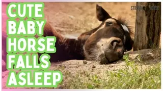 Watch This Baby Horse Fall Asleep 😴🐴