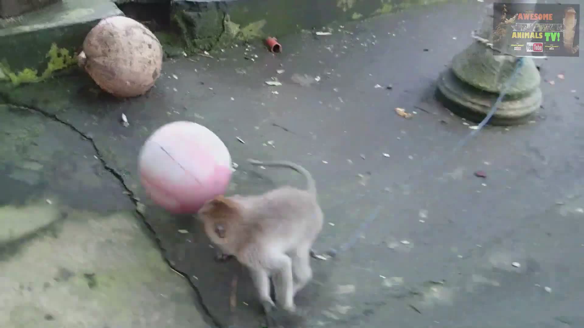 Monkey interrupts professional soccer match