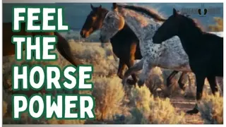 Feel The Power Of These Horses 🐴⚡️