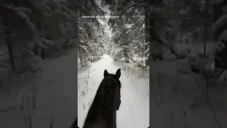 A dream in the snow. My winter ride ❄️🐎