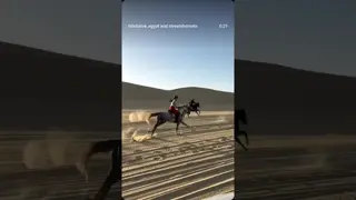 Talal. 💫🩶 An unforgettable stallion the kind that stays with you forever.