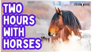 2 Hours of Natural Horsepower 🐎✨ Happiness, Healing & Pure Feel-Good Energy