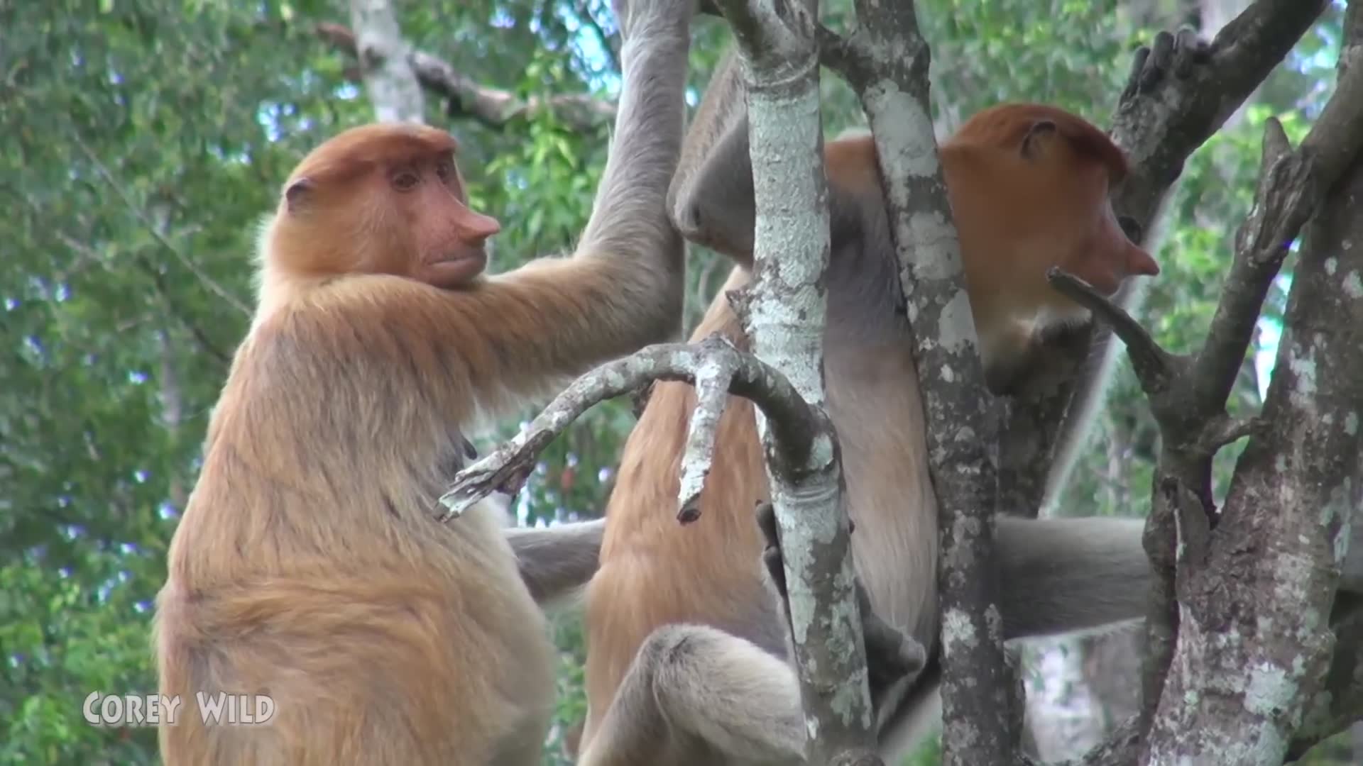 Compilation of hilarious monkey antics