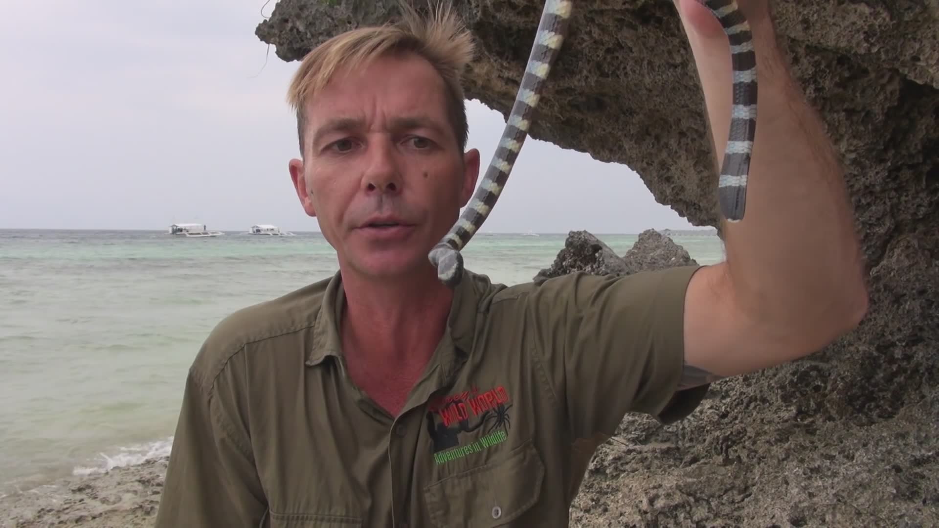 Deadly krait snake discovery during night